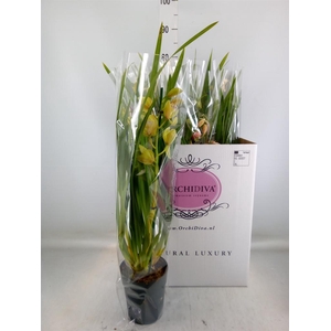 Cymbidium   ...mix