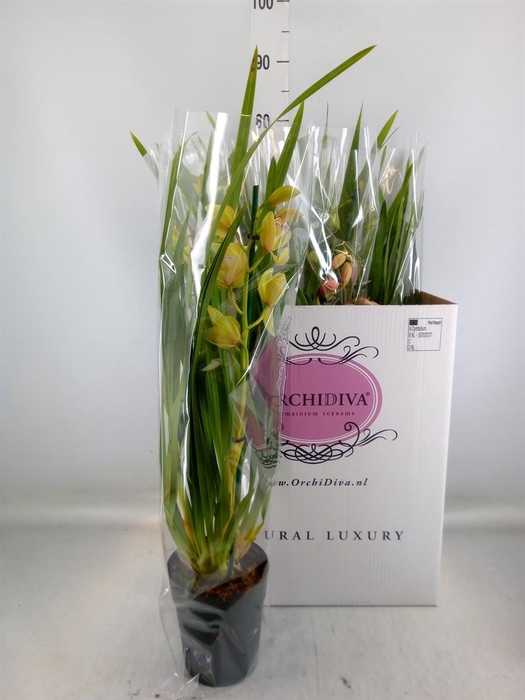 <h4>Cymbidium   ...mix</h4>