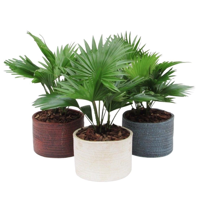 <h4>Livistona rotundifolia in Ruby pot</h4>