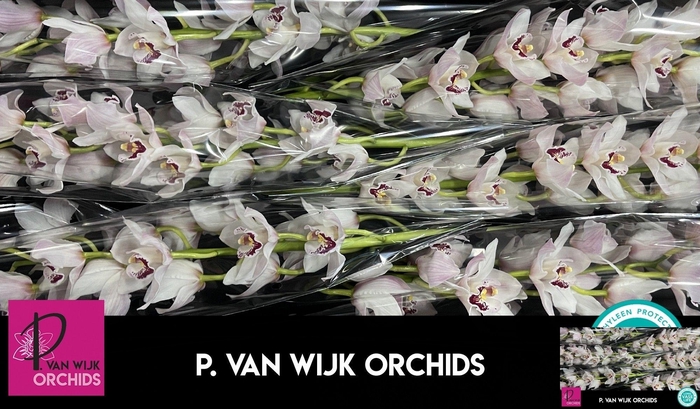 <h4>CYMB T LONG JOHN</h4>