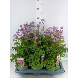 Thalictrum aquileg. 'Thundercloud'