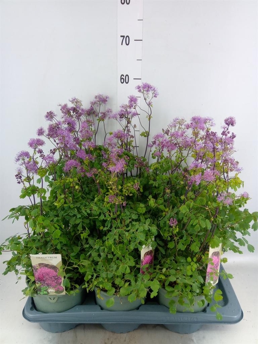 <h4>Thalictrum aquileg. 'Thundercloud'</h4>
