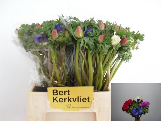 <h4>Anem Co Carmel Gem</h4>