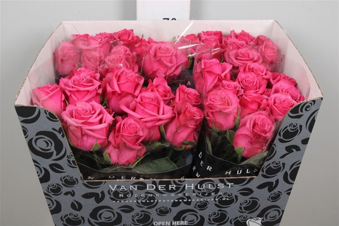 <h4>R Gr Kiss Me Kate</h4>