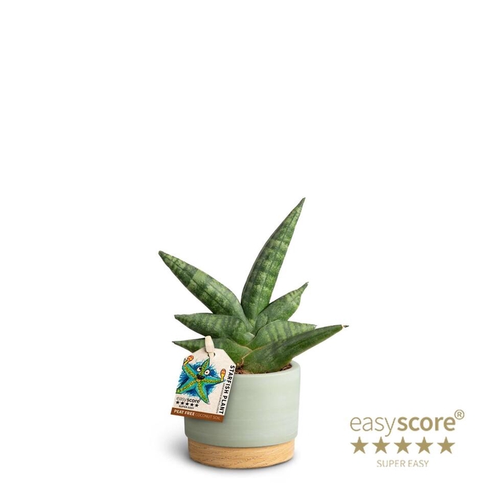 <h4>SANSEVIERIA BONCELLENSIS P7 BONCEL WB GREEN</h4>