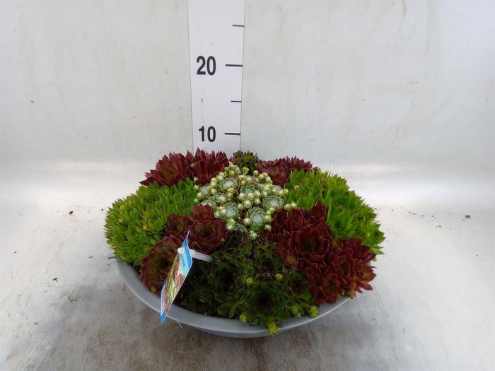 <h4>Sempervivum   ...</h4>