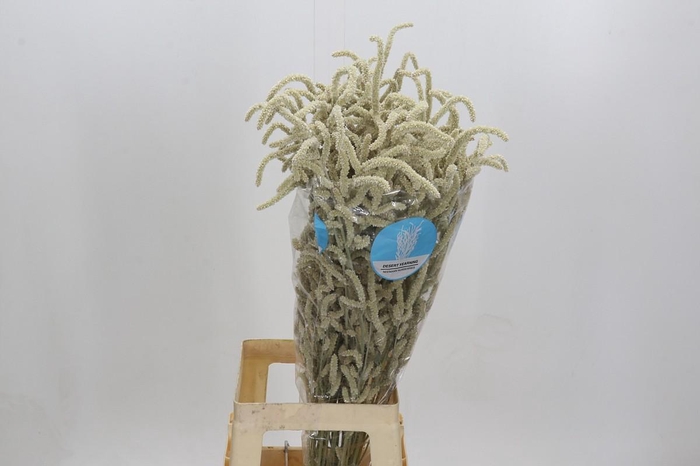 <h4>Amaranthus Yearming Desert</h4>