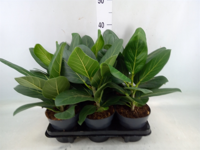 <h4>Ficus benghalensis 'Audrey'</h4>