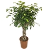 Ficus Exotica