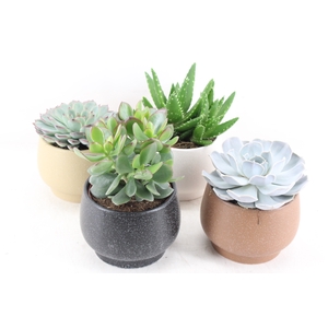 arr3 OV - Ker. pot Delhi Echeveria