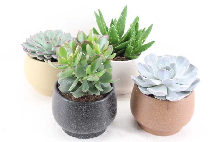 <h4>arr3 OV - Ker. pot Delhi Echeveria</h4>