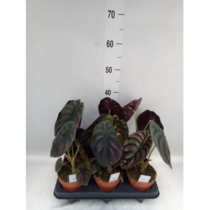 Alocasia cuprea 'Red Secret'