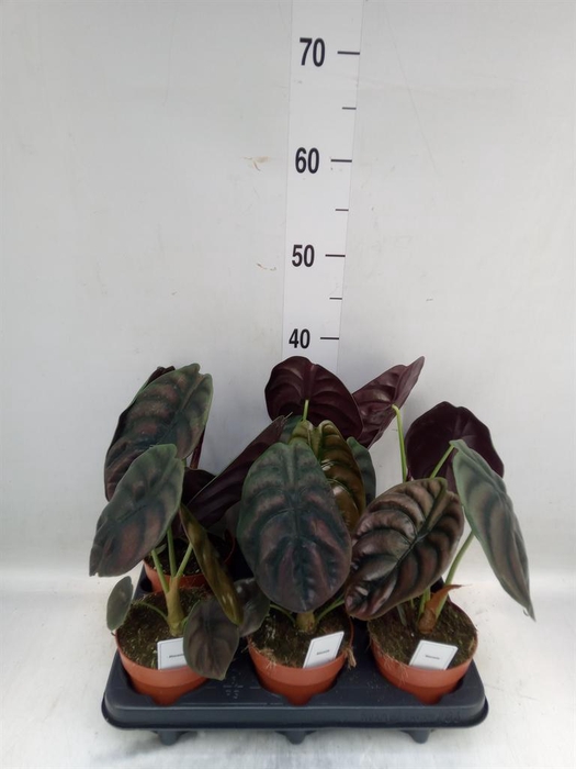 <h4>Alocasia cuprea 'Red Secret'</h4>