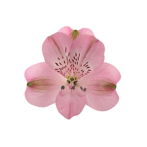ALSTROEMERIA GRACE 080 CM