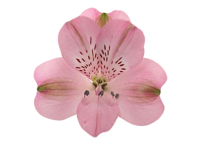 <h4>ALSTROEMERIA GRACE 080 CM</h4>