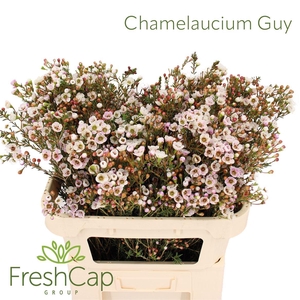 Chamelaucium Guy