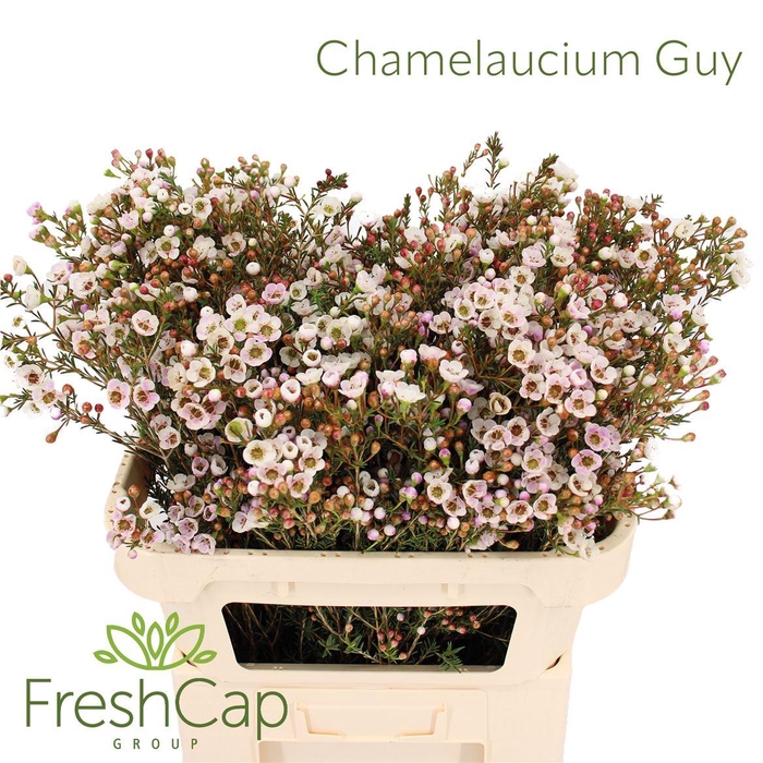 <h4>Chamelaucium Guy</h4>