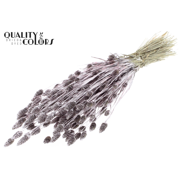 <h4>Phalaris per bunch Champagne + Glitter</h4>