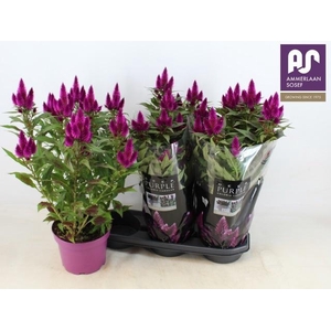 CEL DEEP PURPLE
