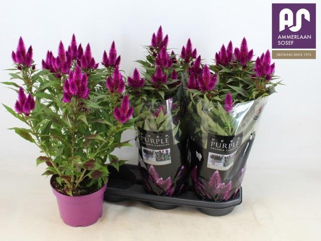 <h4>CEL DEEP PURPLE</h4>