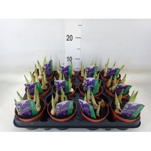 Iris reticulata 'Pixie'