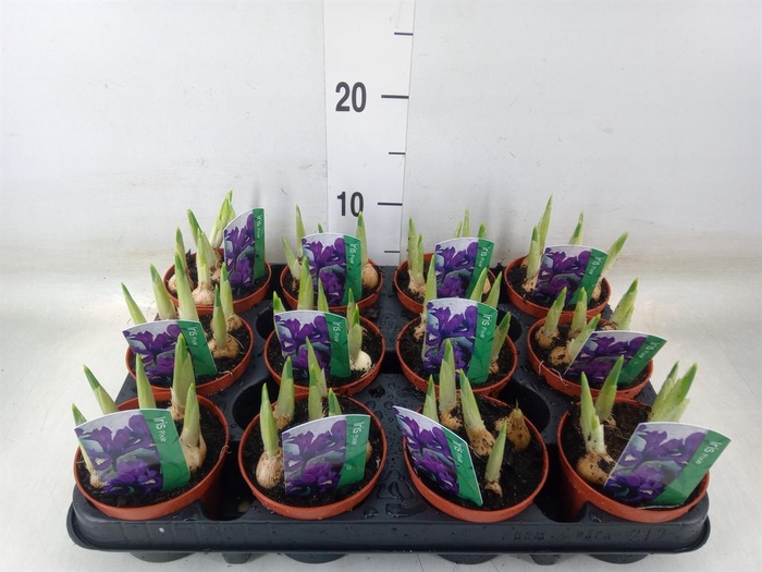 <h4>Iris reticulata 'Pixie'</h4>