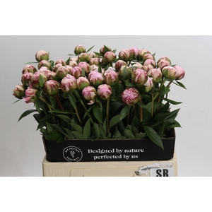 Paeonia Sarah Bernhardt