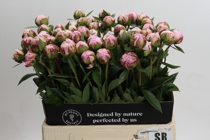 Paeonia Sarah Bernhardt