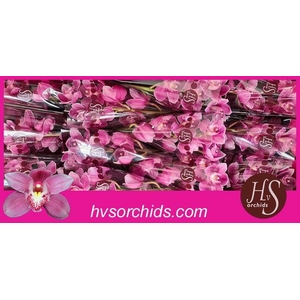 CYMB T BRAEMAR 50 CM