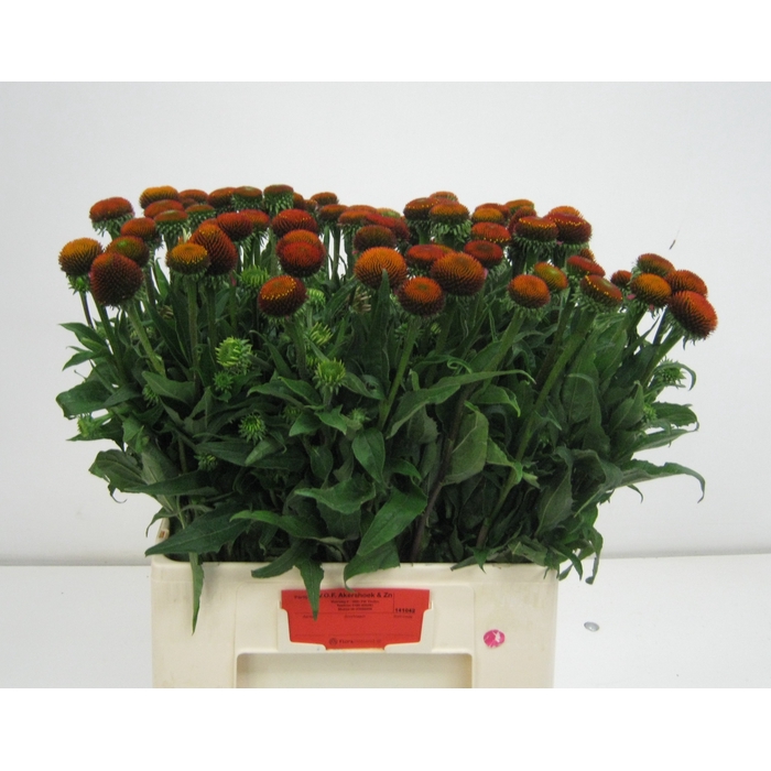 <h4>ECHI PURPUREA</h4>