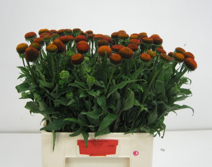<h4>ECHI PURPUREA</h4>