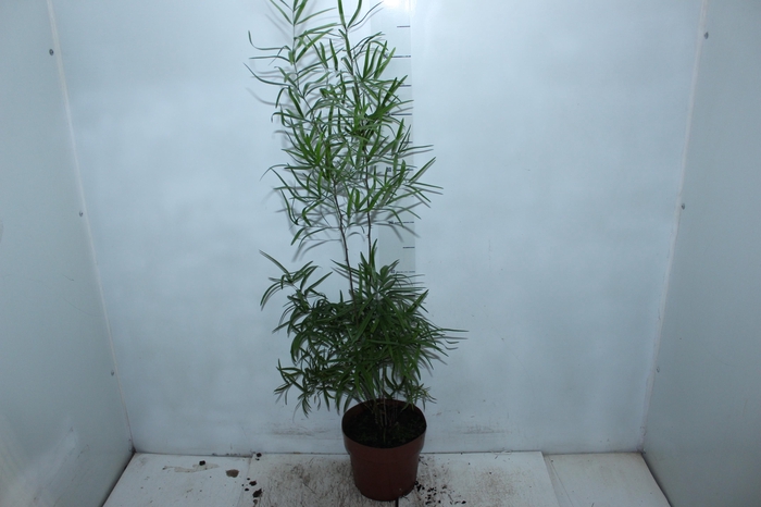 <h4>ASPARGO FALCATUS P17</h4>