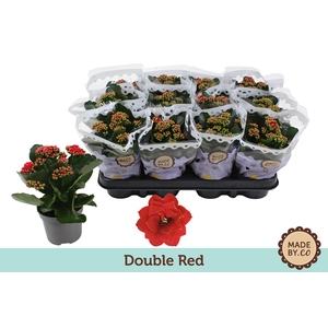 Kalanchoë Double Red