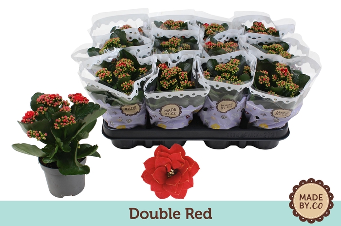 <h4>Kalanchoë Double Red</h4>