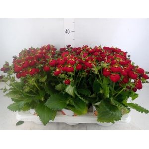 Calceolaria  'Calynopsis Red'