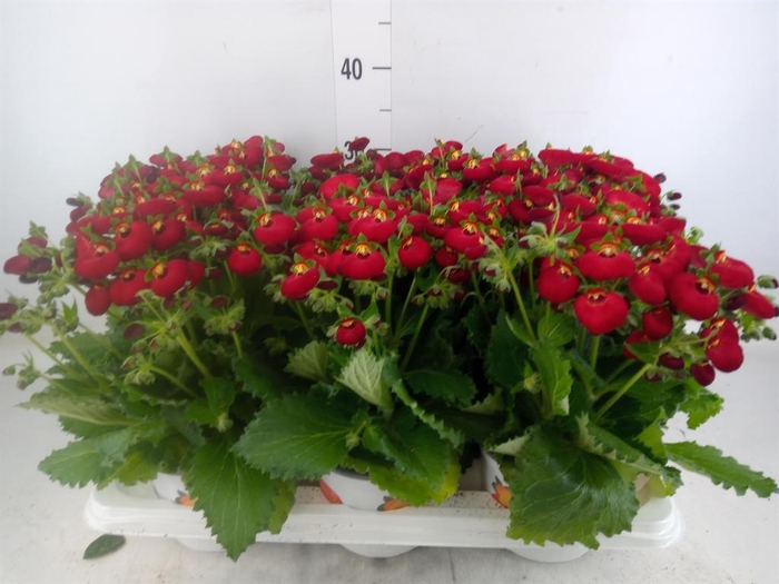 <h4>Calceolaria  'Calynopsis Red'</h4>