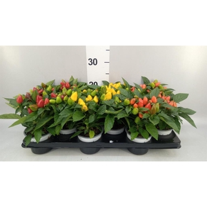 Capsicum annuum 'Samba'   ...mix