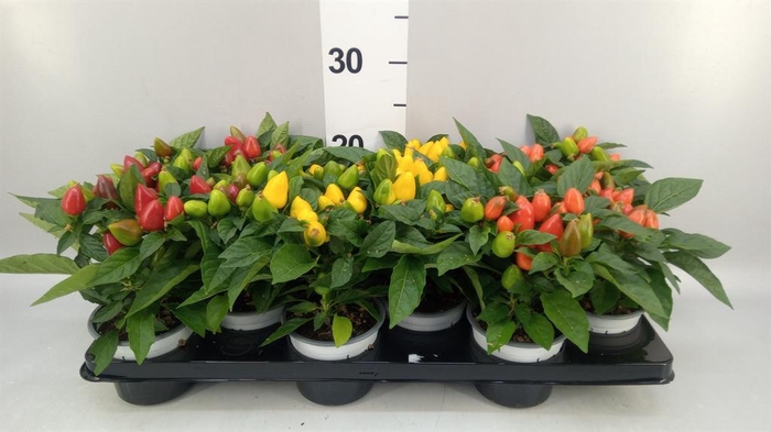 <h4>Capsicum annuum 'Samba'   ...mix</h4>