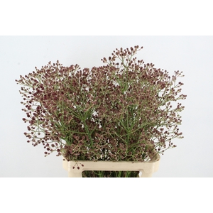 ERYN PAN MAG R THUND 80CM