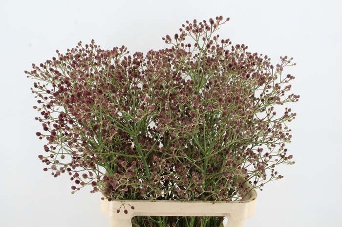 <h4>ERYN PAN MAG R THUND 80CM</h4>