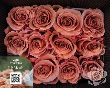 <h4>R Gr Garden Moab</h4>