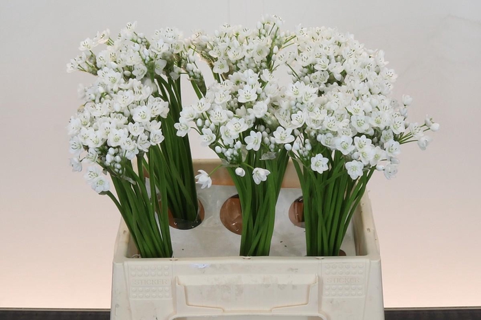 <h4>Allium Flocon</h4>