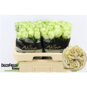 R Gr White Kahala-bb