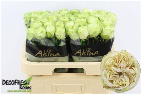 <h4>R Gr White Kahala-bb</h4>