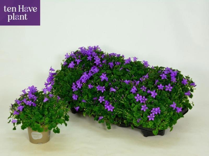 <h4>Camp Por Porto</h4>