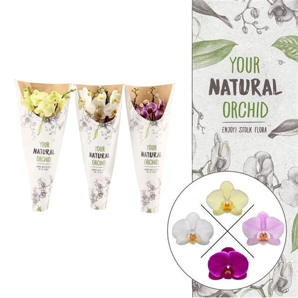 <h4>Your Natural Orchid | Mix in paper sleeve | Phalaenopsis 2 spike</h4>