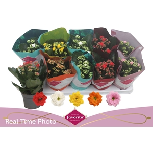 KAL GE PERF GEM 5 KL