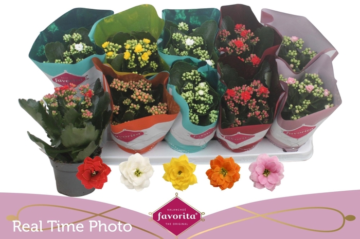 <h4>KAL GE PERF GEM 5 KL</h4>