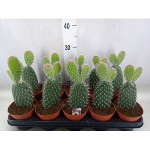 Opuntia