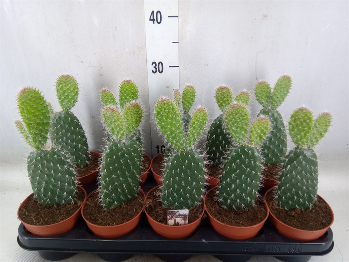 <h4>Opuntia</h4>